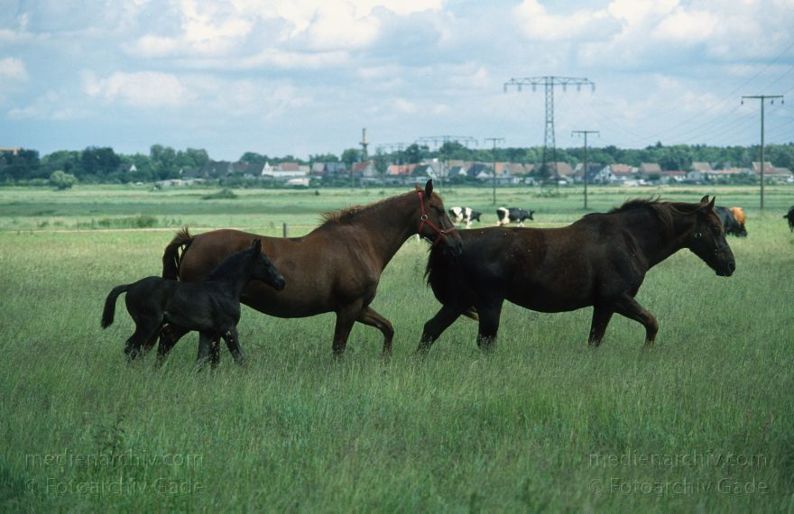 Tiere. Pferde
1994. Brandenburg. Fauna. Tiere. Pferde
Schlüsselwörter: Fauna;Pferde;1994;Brandenburg;Tiere