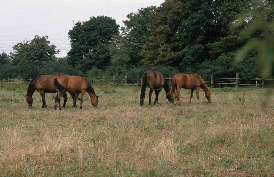 Tiere. Pferde
1994. Brandenburg. Fauna. Tiere. Pferde
Schlüsselwörter: Fauna;Pferde;1994;Brandenburg;Tiere