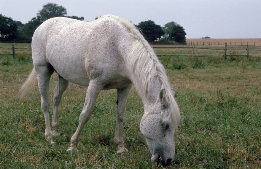 Pferd auf der Weide
1994. Brandenburg. Pferd auf der Weide. Tiere
Schlüsselwörter: Brandenburg;Deutschland;Fauna;Germany;Pferde;Tiere;1994;Weide