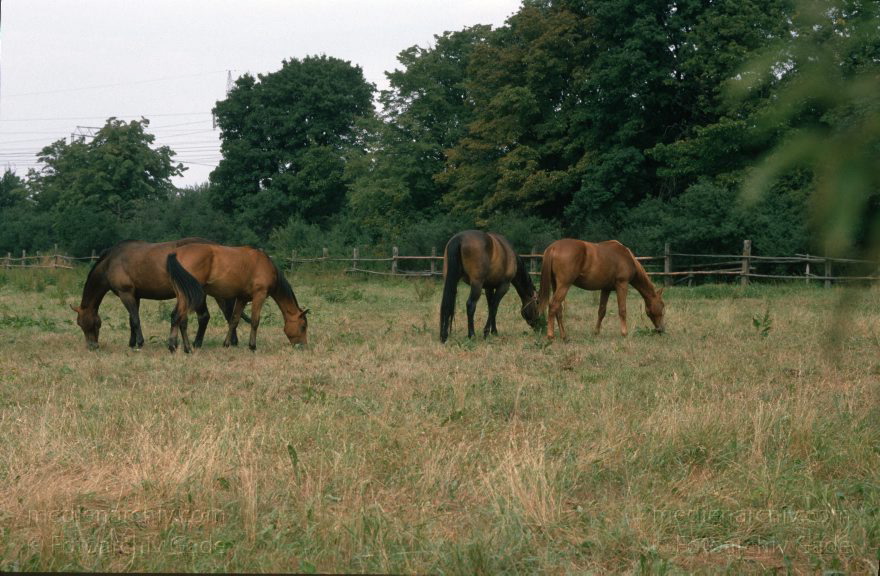 Pferde auf einer Weide
1995. Brandenburg. Pferde auf einer Weide
Schlüsselwörter: Pferde;Tiere;1995;Weide;Brandenburg