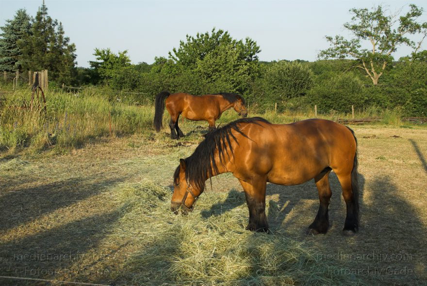 Mecklenburg-Vorpommern. Feldberger Seenlandschaft. Carwitz
7. Juni 2008. Mecklenburg-Vorpommern. Feldberger Seenlandschaft. Carwitz. Fauna. Tiere. Pferde auf der Weide.
Schlüsselwörter: Carwitz;Feldberger Seenlandschaft;Mecklenburg-Vorpommern;Pferde;2008;Weide