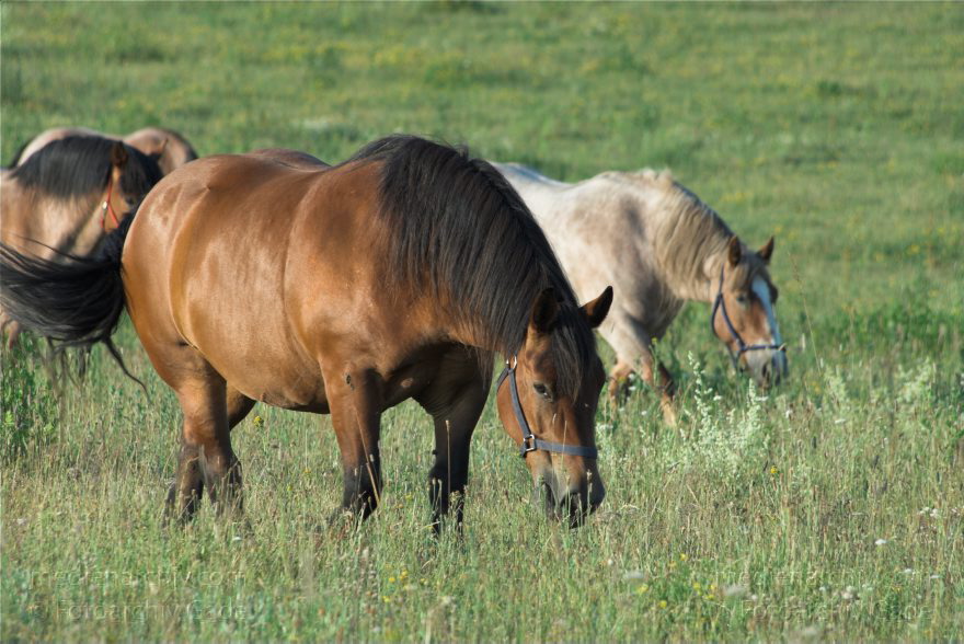 Mecklenburg-Vorpommern. Feldberger Seenlandschaft. Carwitz. Pferde auf der Weide
1. 7. 2010. Mecklenburg-Vorpommern. Feldberger Seenlandschaft. Carwitz. Fauna. Tiere. Pferde auf der Weide
Schlüsselwörter: Carwitz;Fauna;Feldberger Seenlandschaft;Mecklenburg-Vorpommern;Pferde;Tiere;2010;Weide