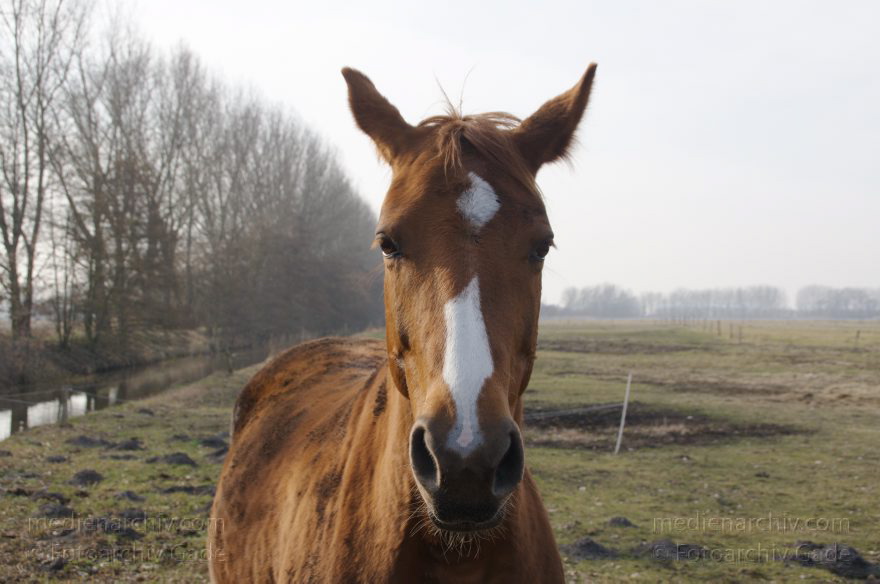 Pferd auf einer Weide
1. 3. 2014. Brandenburg. Rhinluch. Pferd auf einer Weide
Schlüsselwörter: Brandenburg;Pferde;Rhinluch;2014;Tiere