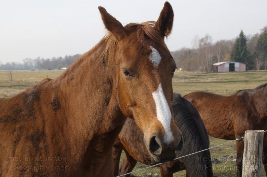 Pferde auf einer Weide
1. 3. 2014. Brandenburg. Rhinluch. Pferde auf einer Weide
Schlüsselwörter: Brandenburg;Feld;Pferde;Rhinluch;Tiere;2014;Weide