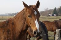 Pferde-20140304-212.jpg