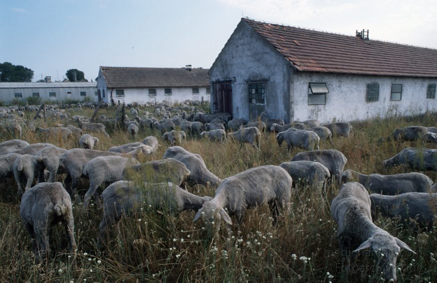 Viehzucht Schafe
1994. Brandenburg. Schafherde am Stall. Schafe auf einer Weide. Viehwirtschaft.
Schlüsselwörter: Brandenburg;Deutschland;Germany;Schafe;Schafherde;1994;Viehzucht