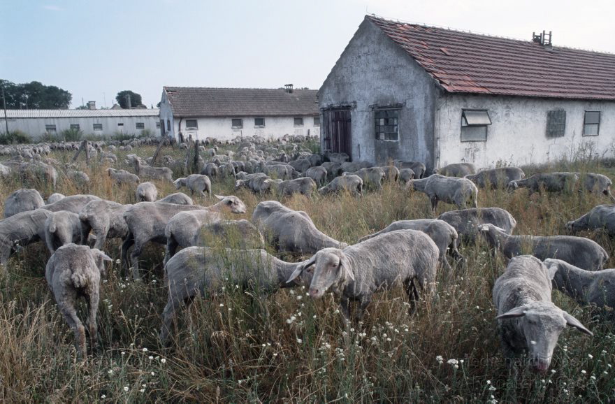 Viehzucht Schafe
1994. Brandenburg. Schafherde am Stall. Schafe auf einer Weide. Viehwirtschaft.
Schlüsselwörter: Brandenburg;Deutschland;Germany;Schafe;Schafherde;1994;Viehzucht