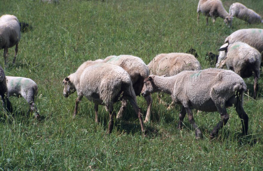 Schafe auf der Weide. Hullerbusch bei Carwitz
Juni 2003. Mecklenburg-Vorpommern. Feldberger Seen. Gebiet. Bei Carwitz. Schafe auf einer Weide. Hullerbusch. Viehzucht. Schafzucht.
Schlüsselwörter: Carwitz;Feldberger Seen;Hullerbusch;Mecklenburg-Vorpommern;Schafe;Schafzucht;2003;Weide