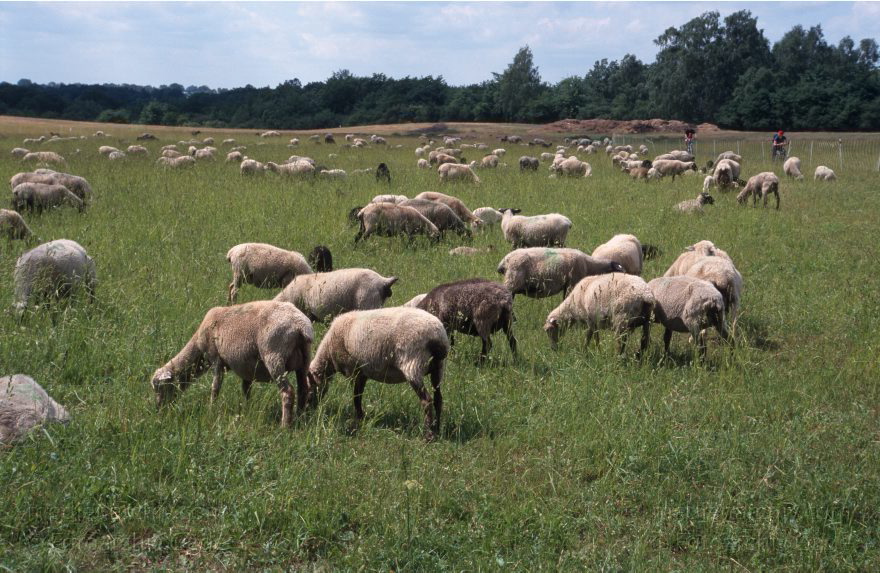 Schafe auf der Weide. Hullerbusch bei Carwitz
Juni 2003. Mecklenburg-Vorpommern. Feldberger Seen. Gebiet. Bei Carwitz. Schafe auf einer Weide. Hullerbusch. Viehzucht. Schafzucht.
Schlüsselwörter: Carwitz;Feldberger Seen;Hullerbusch;Mecklenburg-Vorpommern;Schafe;Schafzucht;2003;Weide