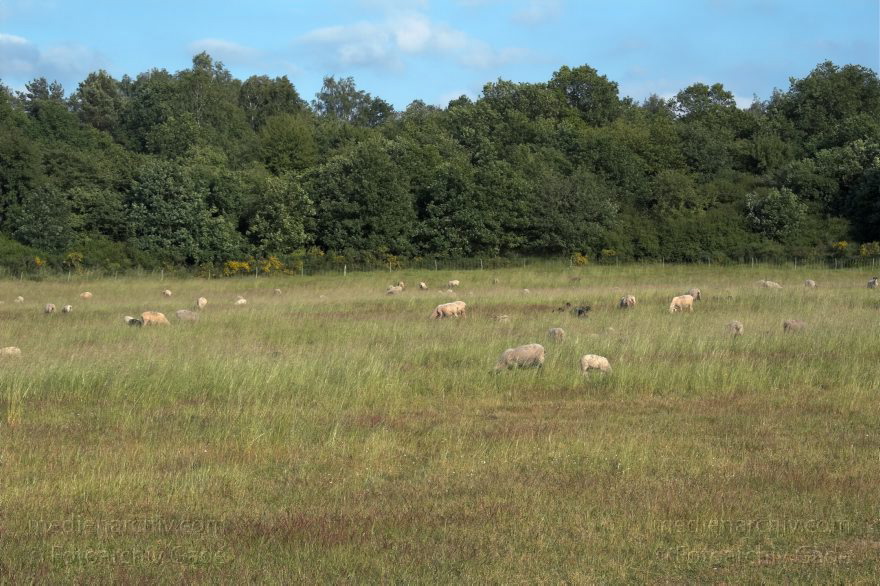 Mecklenburg-Vorpommern. Schafe bei Carwitz. Hullerbusch.
20. Juni 2005. Mecklenburg-Vorpommern. Schafe bei Carwitz. Hullerbusch. Tiere. Fauna.
Schlüsselwörter: Carwitz;Fauna;Hullerbusch;Mecklenburg-Vorpommern;Schafe;2005;Tiere