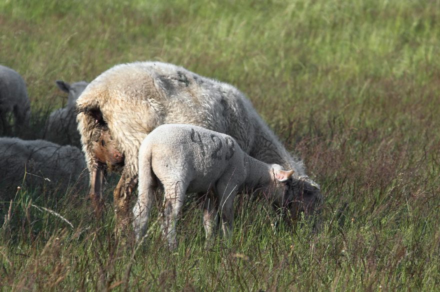 Mecklenburg-Vorpommern. Schafe bei Carwitz. Hullerbusch. Lamm
20. Juni 2005. Mecklenburg-Vorpommern. Schafe bei Carwitz. Hullerbusch. Tiere. Fauna. Muttertier mit Lamm. Viehzucht.
Schlüsselwörter: Carwitz;Fauna;Hullerbusch;Lamm;Mecklenburg-Vorpommern;Schafe;2005;Tiere