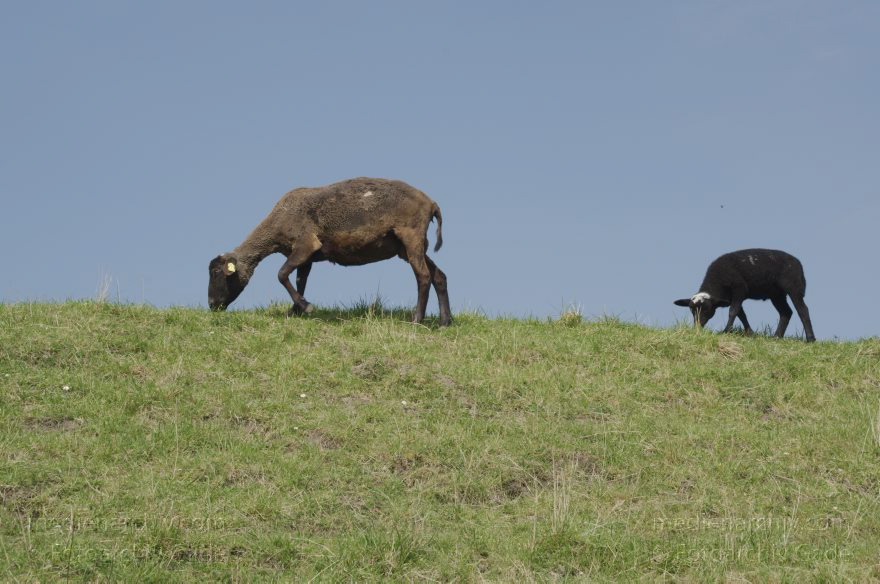 Osten-Hemmoor. Schafe auf dem Deich
2. 5. 2013. Niedersachsen. Osten-Hemmoor. Schafe auf dem Deich
Schlüsselwörter: Deich;Fauna;Hemmoor;Niedersachsen;Osten;Schafe;Tiere;2013;Viehzucht