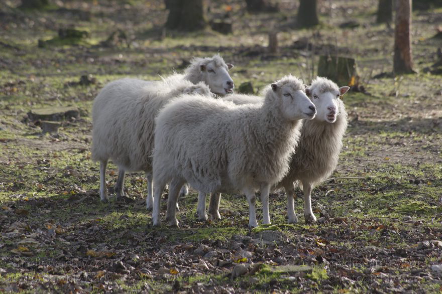 Schafe. Tiere
8. 11. 2014. Niedersachsen. Natureum Niederelbe. Tiere. Schafe
Schlüsselwörter: 2014;Natureum;Niedersachsen;Schafe;Tiere
