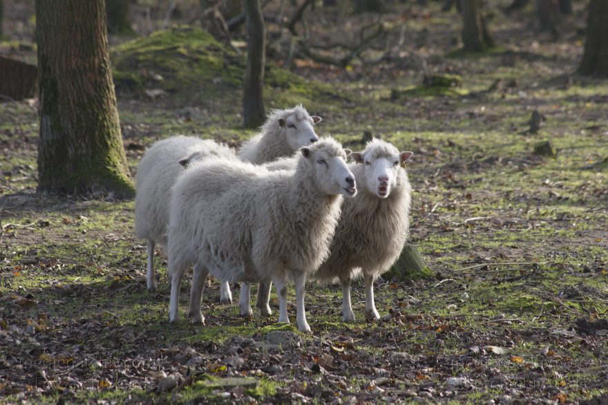 Schafe. Tiere
8. 11. 2014. Niedersachsen. Natureum Niederelbe. Tiere. Schafe
Schlüsselwörter: 2014;Natureum;Niedersachsen;Schafe;Tiere