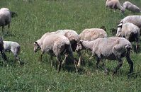 Schafe-200306-10.jpg