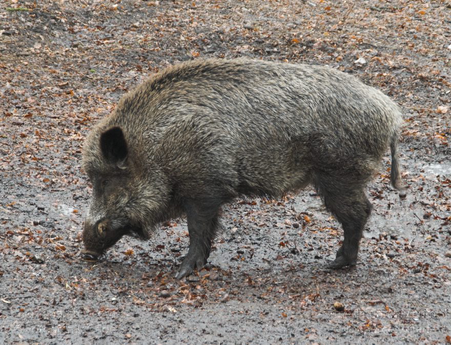 Berlin. Rehberge. Wildschweine
8.2.2009. Berlin. Mitte. Wedding. Park Rehberg. Wildschwein im Gehege
Schlüsselwörter: Gehege;Park;Rehberge;Schwarzkittel;Tiere;Wedding;2009;Berlin;Wildschweine;Fauna;Mitte