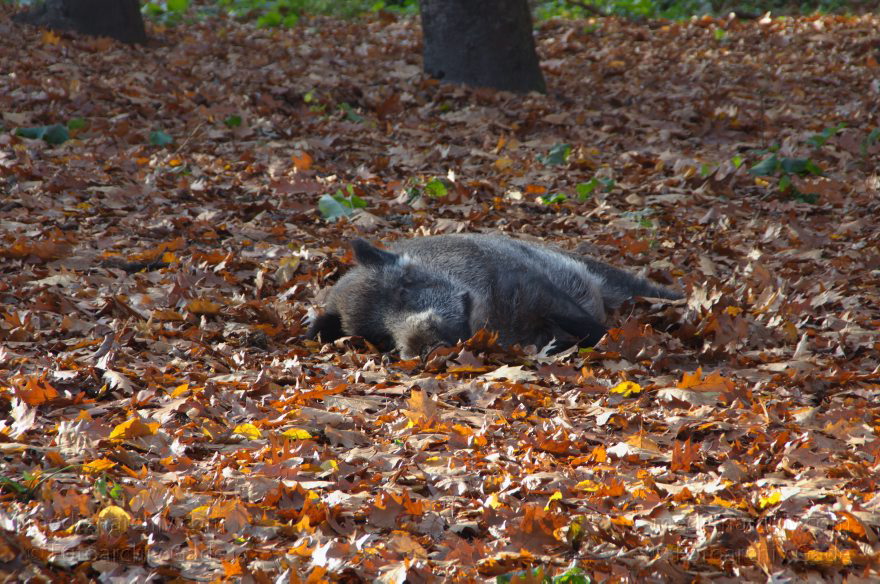Berlin. Rehberge. Wildschweine
12.11.2011. Berlin. Mitte. Wedding. Park Rehberge. Freigehege für Wildschweine. Herbstlaub
Schlüsselwörter: Freiluftgehege;Herbst;Herbstlaub;Park;Rehberge;Tiere;Wedding;2011;Berlin;Wildschweine;Fauna;Mitte