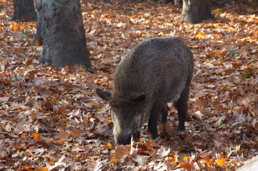 Berlin. Rehberge. Wildschweine
12.11.2011. Berlin. Mitte. Wedding. Park Rehberge. Freigehege für Wildschweine. Herbstlaub
Schlüsselwörter: Freiluftgehege;Herbst;Herbstlaub;Park;Rehberge;Tiere;Wedding;2011;Berlin;Wildschweine;Fauna;Mitte