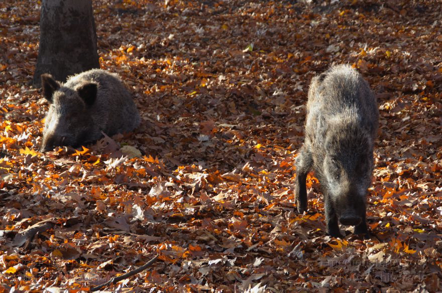 Berlin. Rehberge. Wildschweine
12.11.2011. Berlin. Mitte. Wedding. Park Rehberge. Freigehege für Wildschweine. Herbstlaub
Schlüsselwörter: Freiluftgehege;Herbst;Herbstlaub;Park;Rehberge;Tiere;Wedding;2011;Berlin;Wildschweine;Fauna;Mitte