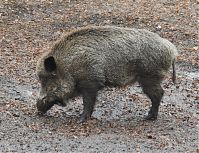 Wildschwein-20090208-068.jpg