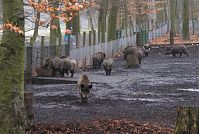 Wildschwein-20090208-070.jpg