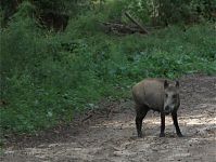 Wildschwein-20090802-10.jpg