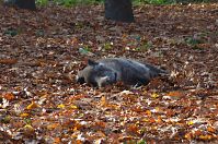 Wildschwein-20111112-121.jpg