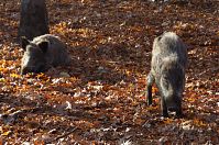 Wildschwein-20111112-123.jpg