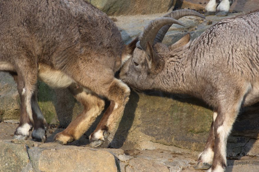 Sibirischer Steinbock
3. 12. 2015. Berlin. Mitte. Zoologischer Garten. Tiere. Ziege. Sibirischer Steinbock. Capra sibirica
Schlüsselwörter: 2015;Berliner Zoo;Capra sibirica;Sibirischer Steinbock;Ziege;Zoo;Zoologischer Garten