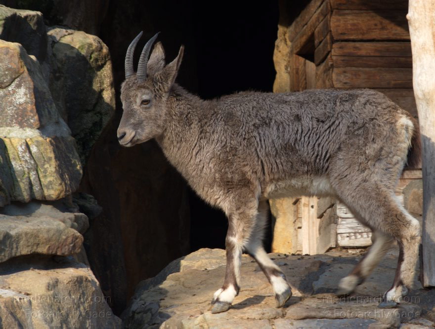 Sibirischer Steinbock
3. 12. 2015. Berlin. Mitte. Zoologischer Garten. Tiere. Ziege. Sibirischer Steinbock. Capra sibirica
Schlüsselwörter: 2015;Berliner Zoo;Capra sibirica;Sibirischer Steinbock;Ziege;Zoo;Zoologischer Garten