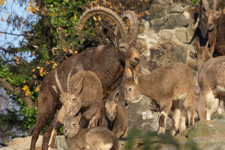 Sibirischer Steinbock
3. 12. 2015. Berlin. Mitte. Zoologischer Garten. Tiere. Ziege. Sibirischer Steinbock. Capra sibirica
Schlüsselwörter: 2015;Berliner Zoo;Capra sibirica;Herde;Horn;Sibirischer Steinbock;Ziege;Zoo;Zoologischer Garten