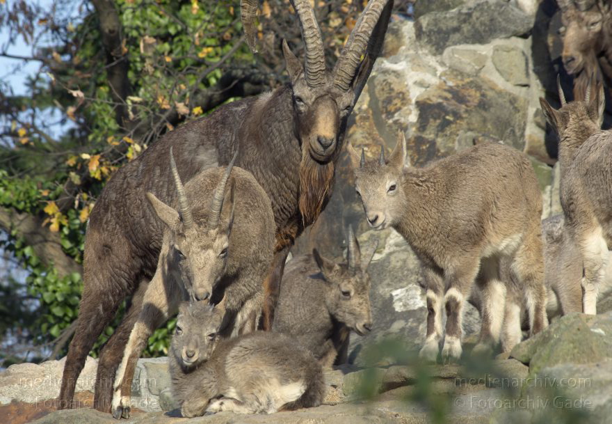 Sibirischer Steinbock
3. 12. 2015. Berlin. Mitte. Zoologischer Garten. Tiere. Ziege. Sibirischer Steinbock. Capra sibirica
Schlüsselwörter: 2015;Berliner Zoo;Capra sibirica;Herde;Horn;Sibirischer Steinbock;Ziege;Zoo;Zoologischer Garten
