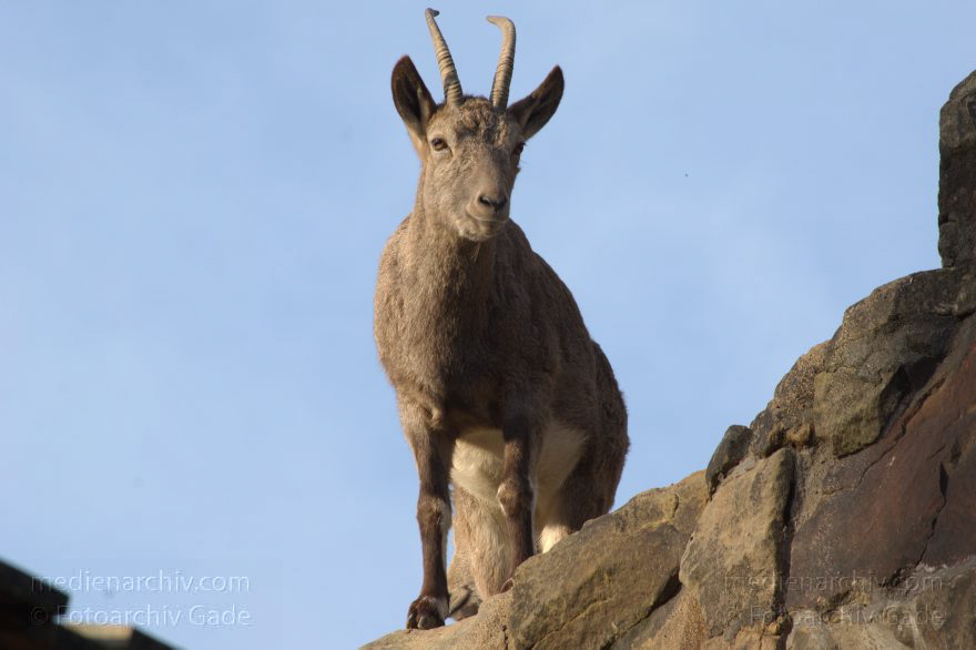 Sibirischer Steinbock
3. 12. 2015. Berlin. Mitte. Zoologischer Garten. Tiere. Ziege. Sibirischer Steinbock. Capra sibirica
Schlüsselwörter: 2015;Berliner Zoo;Capra sibirica;Horn;Sibirischer Steinbock;Ziege;Zoo;Zoologischer Garten