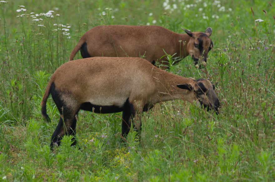 Carwitz. Fauna - Tiere. Viehwirtschaft. Ziegen. Zicklein
3. 7. 2011. Mecklenburg-Vorpommern. Feldberger Seenlandschaft. Carwitz. Fauna. Tiere. Viehwirtschaft. Ziegen. Zicklein
Schlüsselwörter: Carwitz;Fauna;Feldberger-Seenlandschaft;Mecklenburg-Vorpommern;Tiere;Viehwirtschaft;Zicklein;2011;Ziegen
