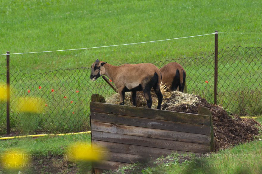 Carwitz. Fauna - Tiere. Viehwirtschaft. Ziegen. Zicklein
4. 7. 2011. Mecklenburg-Vorpommern. Feldberger Seenlandschaft. Carwitz. Fauna. Tiere. Viehwirtschaft. Ziegen. Zicklein
Schlüsselwörter: Carwitz;Fauna;Feldberger-Seenlandschaft;Mecklenburg-Vorpommern;Tiere;Viehwirtschaft;Zicklein;2011;Ziegen