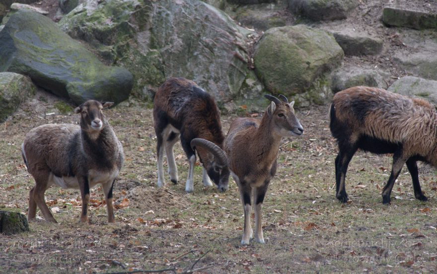Berlin. Rehberge.Wildgehege. Ziegen
7.3.2012. Berlin. Mitte. Park Rehberge. Wildgehege mit Ziegenarten
Schlüsselwörter: Rehberge;Wedding;Wildgehege;2012;Berlin;Ziegen;Mufflon;Mitte