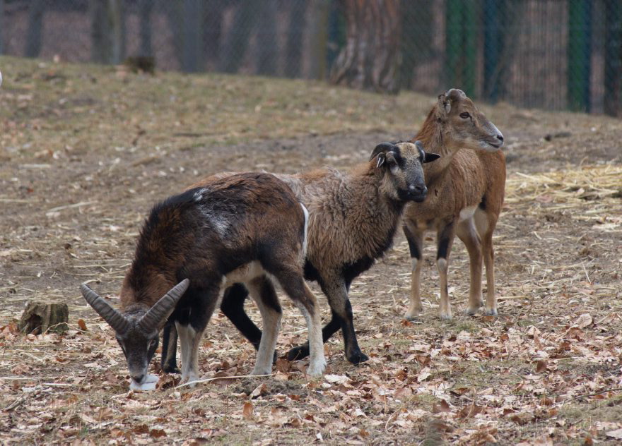 Berlin. Rehberge.Wildgehege. Ziegen
7.3.2012. Berlin. Mitte. Park Rehberge. Wildgehege mit Ziegenarten
Schlüsselwörter: Rehberge;Wedding;Wildgehege;2012;Berlin;Ziegen;Mufflon;Mitte