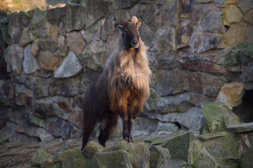 Zoo Berlin. Tiere. Ziegen (Capra)
13. 3. 2014. Berlin. Zoo. Tiere. Ziegen (Capra)
Schlüsselwörter: Berlin;Capra;Tiere;Ziegen;2014;Zoo