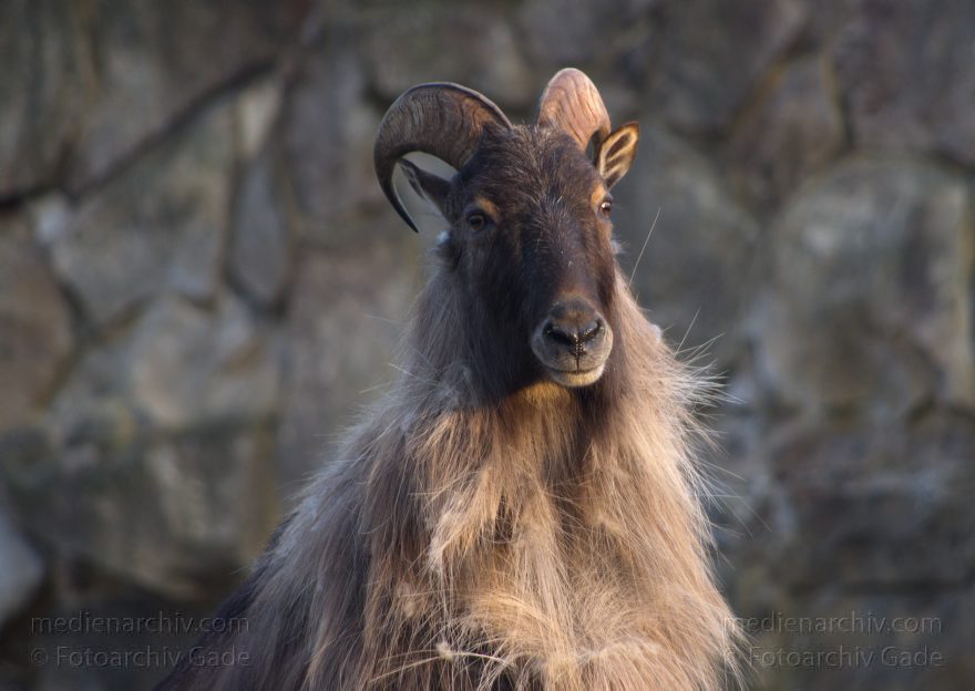 Zoo Berlin. Tiere
13. 3. 2014. Berlin. Zoo. Tiere
Schlüsselwörter: Berlin;Tiere;2014;Zoo