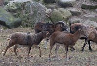 Ziegen-20120307-101.jpg