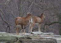 Ziegen-20120307-103.jpg