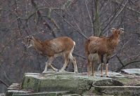 Ziegen-20120307-104.jpg