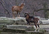 Ziegen-20120307-105.jpg