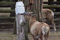 Ziegen-20120307-111.jpg