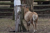 Ziegen-20120307-113.jpg
