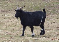 Ziegen-20120307-116.jpg