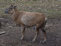 Ziegen-20120307-119.jpg