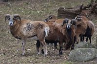 Ziegen-20120307-120.jpg