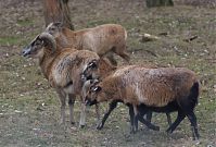 Ziegen-20120307-123.jpg