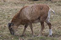 Ziegen-20120307-125.jpg